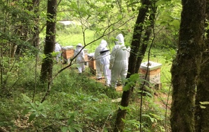 Visite des ruches de Ludovic 